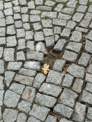 Foto: Pflastersteine  